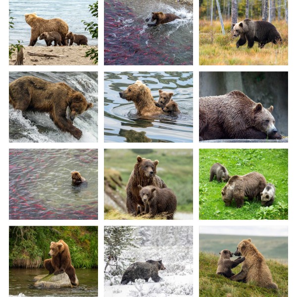 Bear Country (Vol. I)