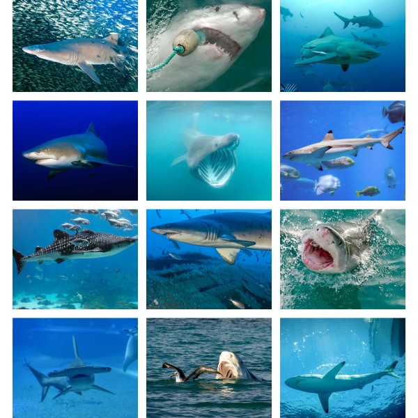 Shark Bites (Vol. I)