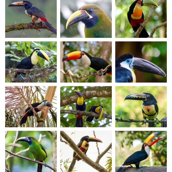 Beak to Beak (Vol. I)