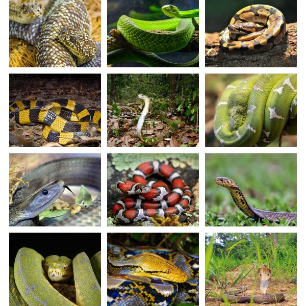 Mesmeric Serpents (Vol. I)