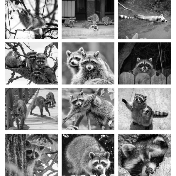 Raccoon Rampage (Vol. I)