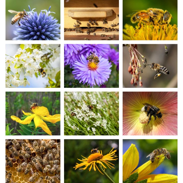 Bee-ing Busy (Vol. I)