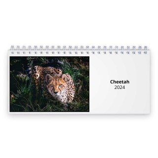 Cheetah 2024 Desk Calendar