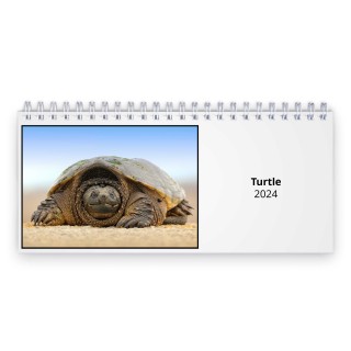 Turtle 2024 Desk Calendar