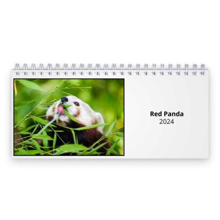 Red Panda 2024 Desk Calendar