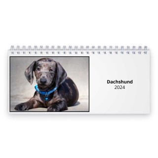 Dachshund 2024 Desk Calendar