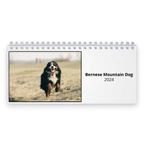 Bernese Mountain Dog 2024 Desk Calendar