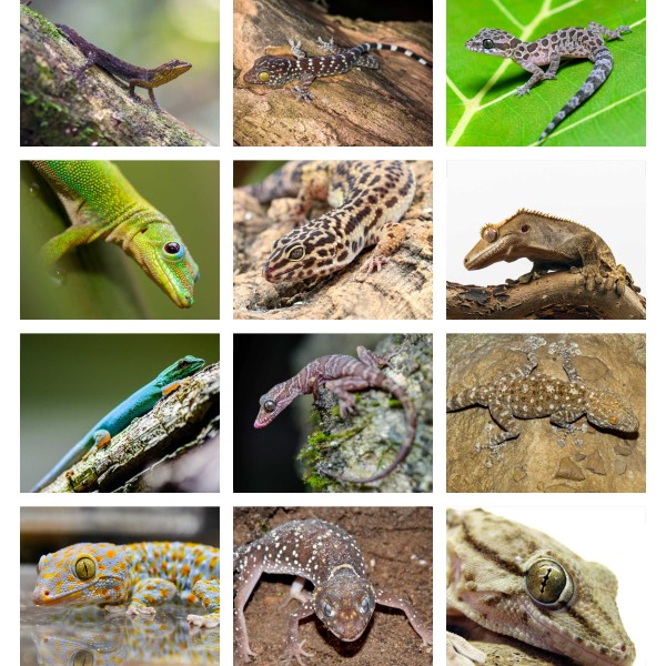 Geckomania (Vol. II)