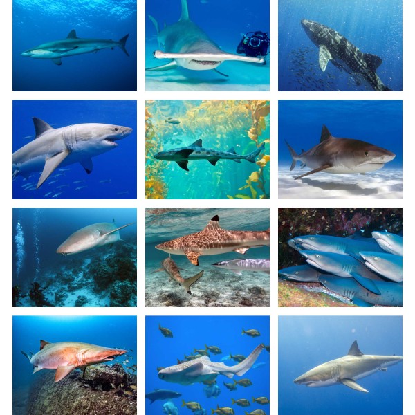 Ocean Predators (Vol. II)