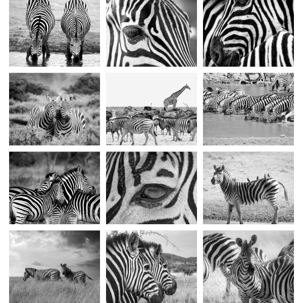 Wild Stripes (Bind I)