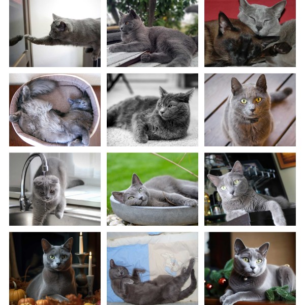 Whisker Wonders (Vol. II)