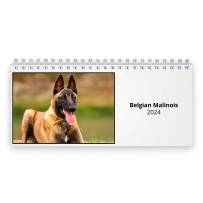 Belgian Malinois 2024 Desk Calendar