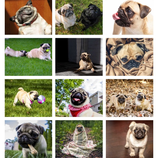 Pugs Life (Tome I)