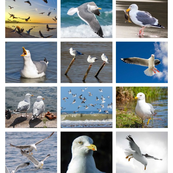Beak Beat (Bd. I)