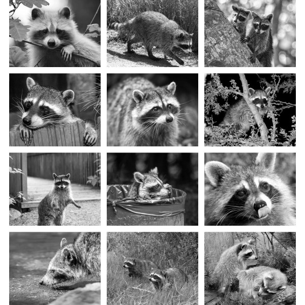 Bandit Patrol (Vol. II)