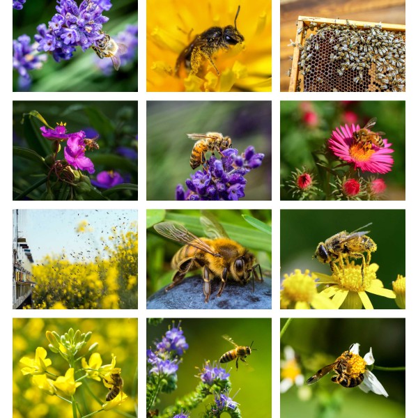 Pollen Patrol (Vol. II)