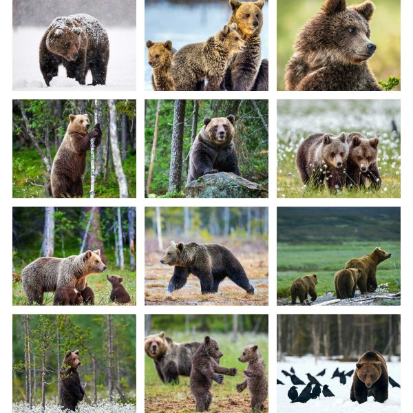 Wild Paws (Vol. II)