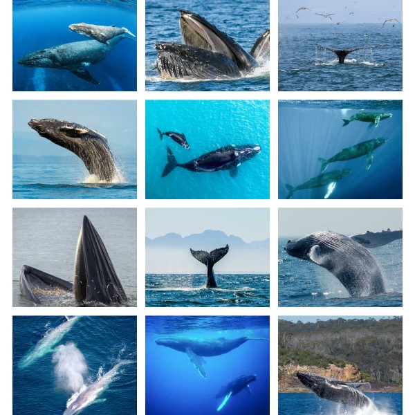 Whales of Wonder (Vol. III)