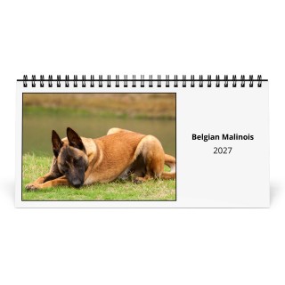 Belgian Malinois 2027 Desk Calendar