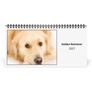 Golden Retriever 2027 Desk Calendar