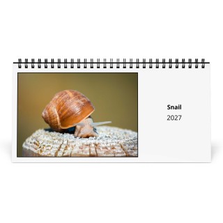 Snail 2027 Desk Calendar