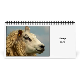 Sheep 2027 Desk Calendar