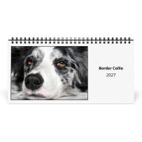 Border Collie 2027 Calendario da Tavolo