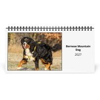 Berner Sennenhond 2027 Bureaukalender