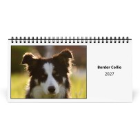 Bordercollie 2027 Pöytäkalenteri