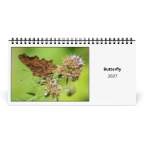 Schmetterling 2027 Tischkalender