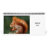 Eichhörnchen 2027 Tischkalender