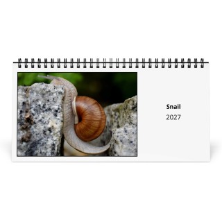 Snail 2027 Desk Calendar