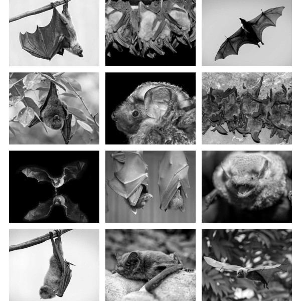Bat Country (Tome I)