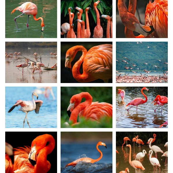 Pink Possibilities (Vol. I)