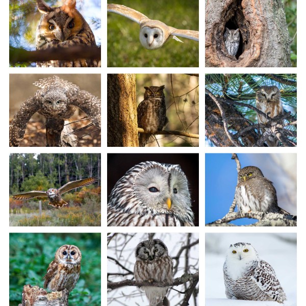 Talons of the Night (Vol. I)