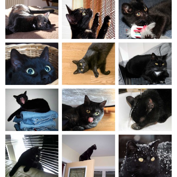 Midnight Mewers (Deel I)