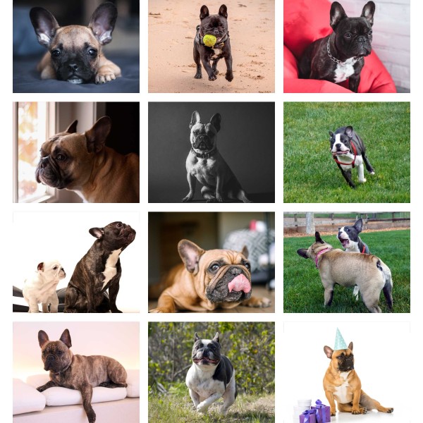 Frenchie Frenzy (Vol. I)