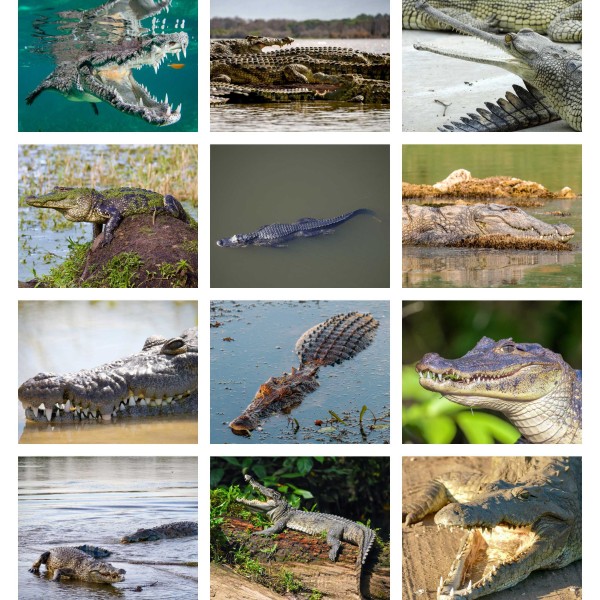 Croc Tales (Bind I)