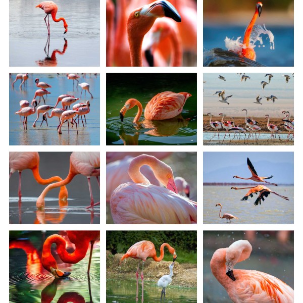 Flamingo Paradise (Vol. II)