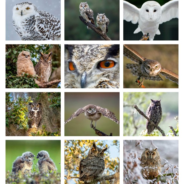 Wings of Wisdom (Vol. II)