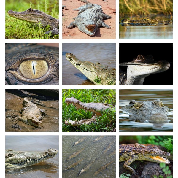 Eyes of the Swamp (Bind II)