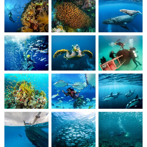 Reef Quest (Vol. III)
