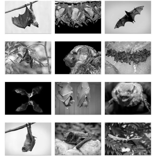 Bat Country (Vol. I)