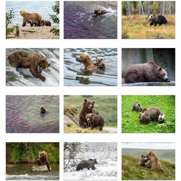 Bear Country (Osa I)