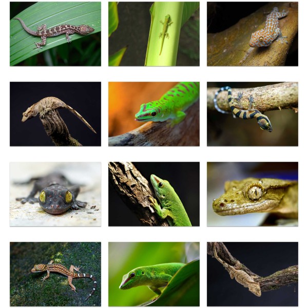 Geckopolis (Vol. I)