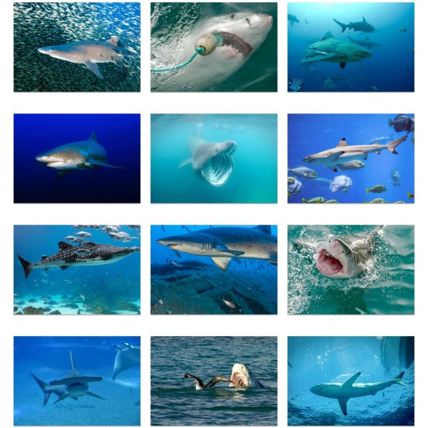 Shark Bites (Bind I)