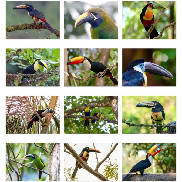 Beak to Beak (Bind I)
