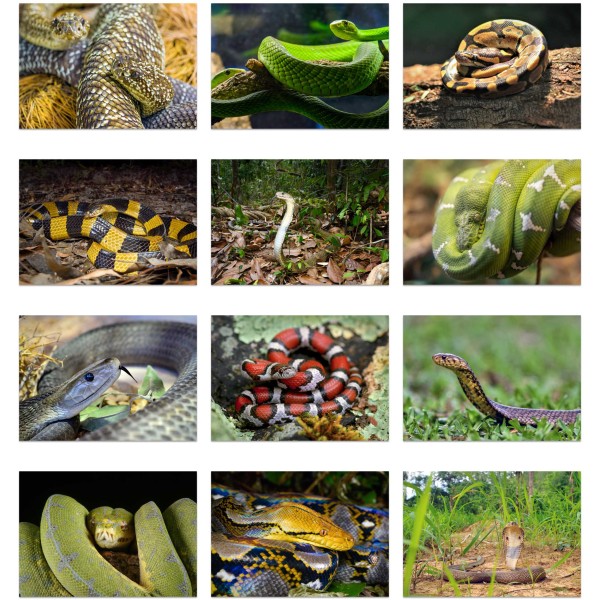 Mesmeric Serpents (Vol. I)
