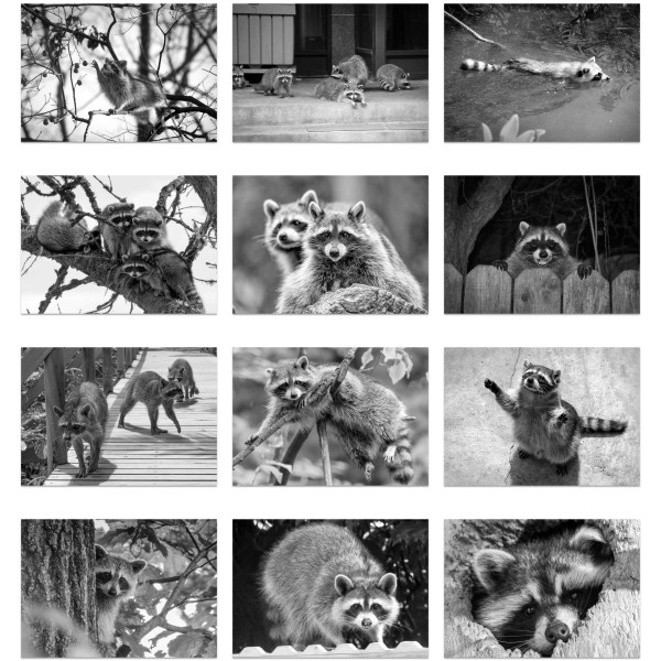 Raccoon Rampage (Vol. I)