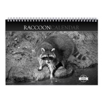 Raccoon 2024 Wall Calendar